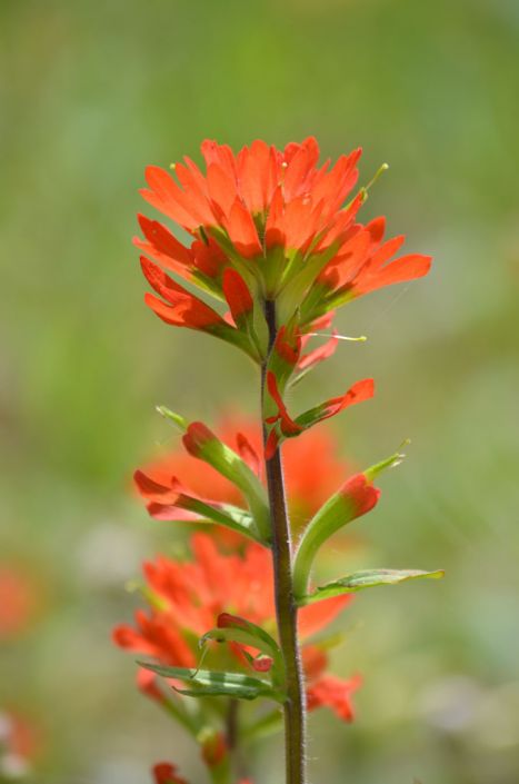 indian paintbrush seeds