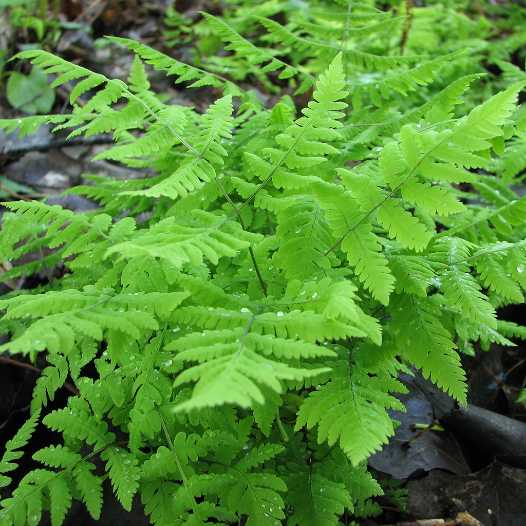 Bare Root Plants | Prairie Moon Nursery