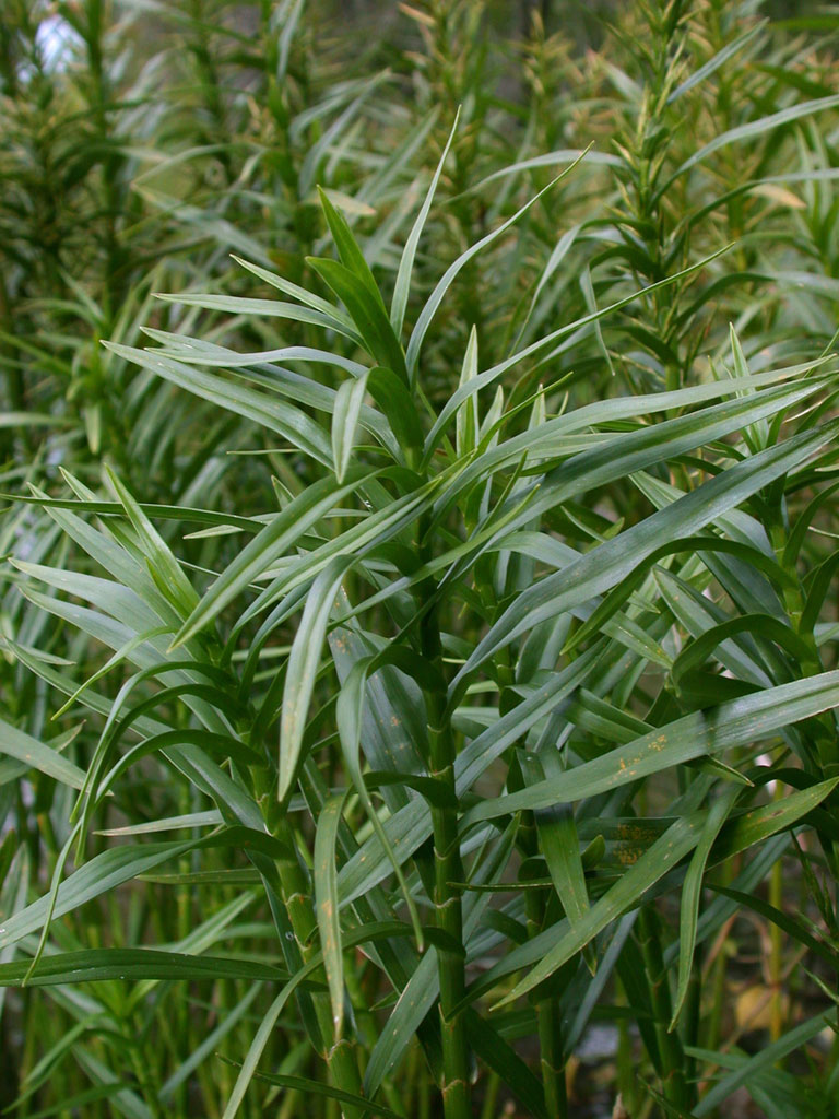 Dulichium Arundinaceum Three Way Sedge Prairie Moon Nursery   Dulichium Arundinaceum Three Way Sedge Main 