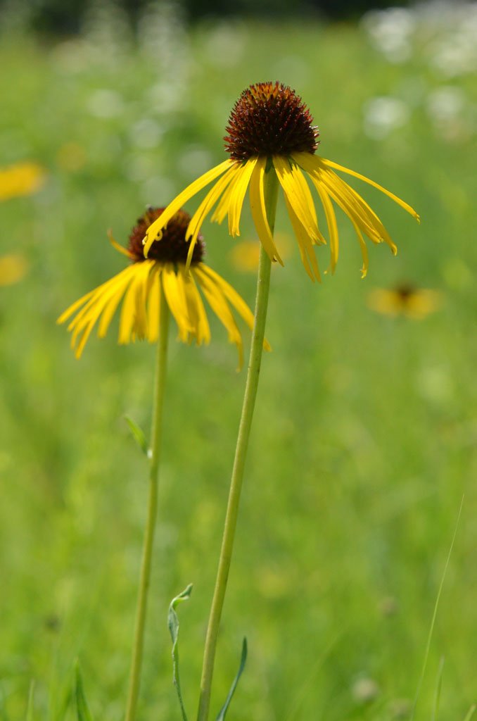 Echinacea paradoxa Bush’s Coneflower | Prairie Moon Nursery