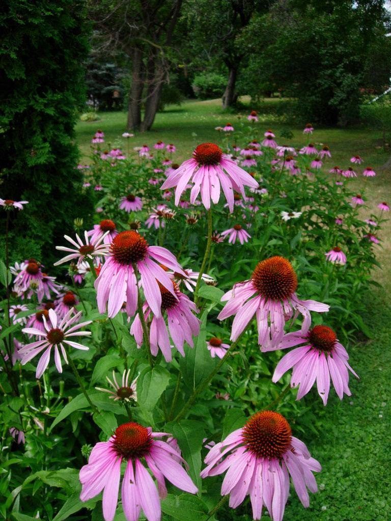 Echinacea purpurea Purple Coneflower Prairie Moon Nursery