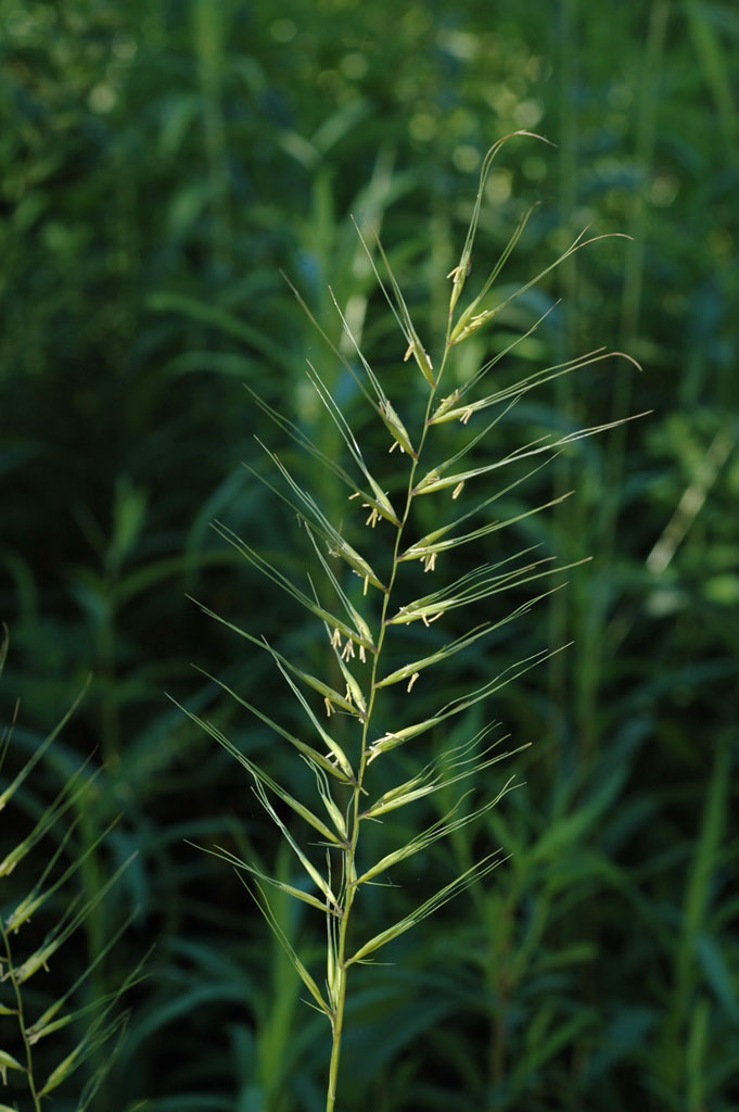 elymus hystrix bottlebrush grass prairie moon nursery