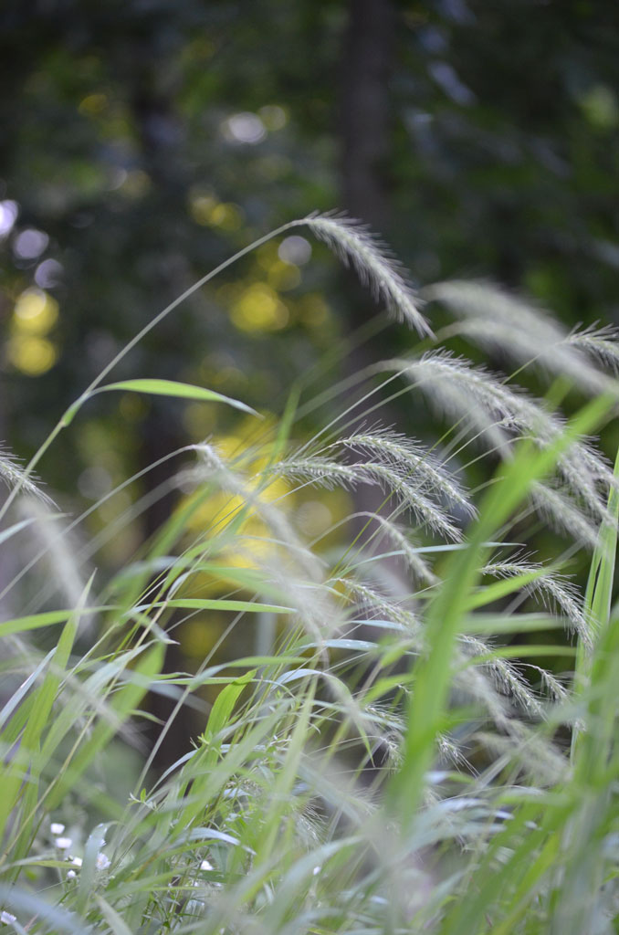 Wild Grasses Silk Twilly