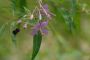 Chamaenerion angustifolium Fireweed | Prairie Moon Nursery