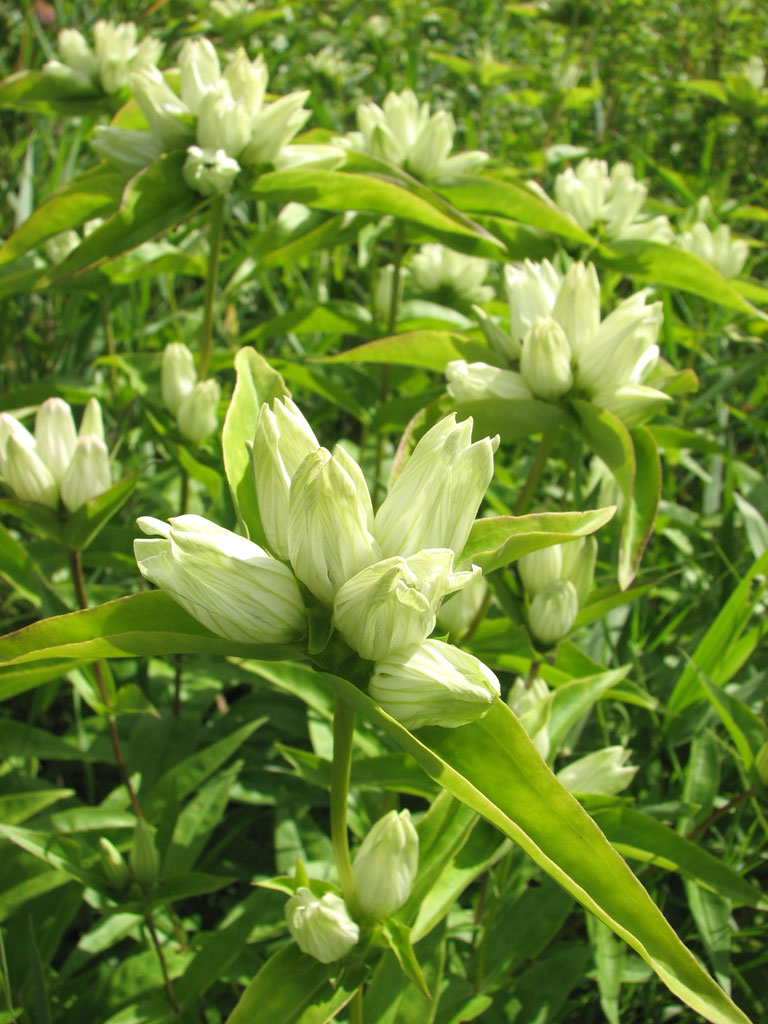 Gentiana flavida Cream Gentian | Prairie Moon Nursery