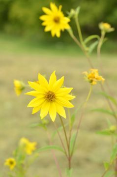 Nursery Showy Moon Helianthus Sunflower pauciflorus Prairie |