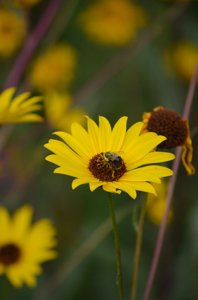 Helianthus pauciflorus | Moon Showy Prairie Nursery Sunflower