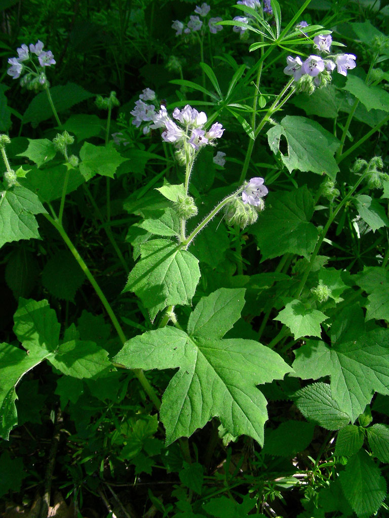 Hydrophyllum Appendiculatum Great Waterleaf 