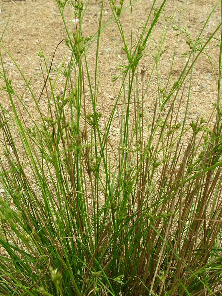 Juncus Tenuis