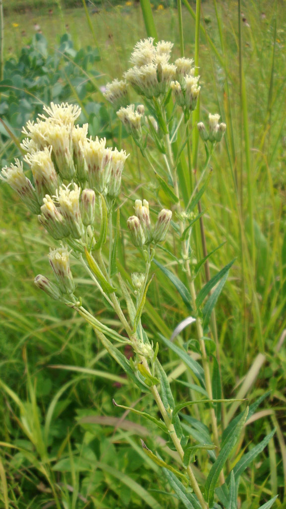 Kuhnia eupatorioides False Boneset | Prairie Moon Nursery