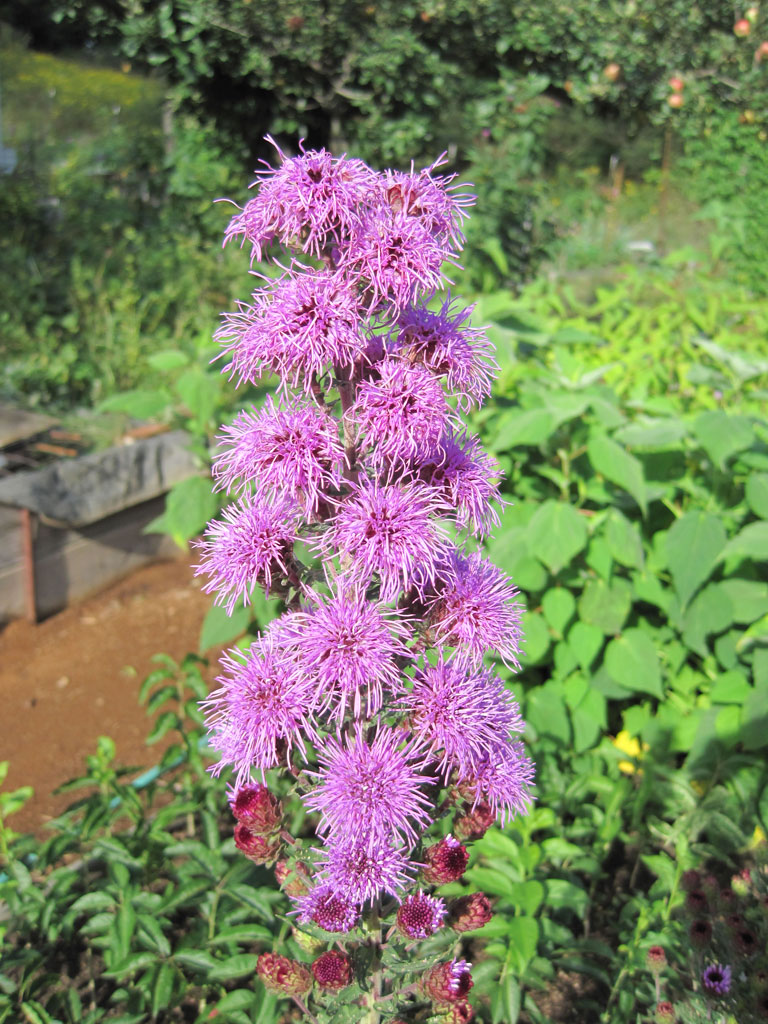 Liatris scariosa Northern Blazing Star | Prairie Moon Nursery