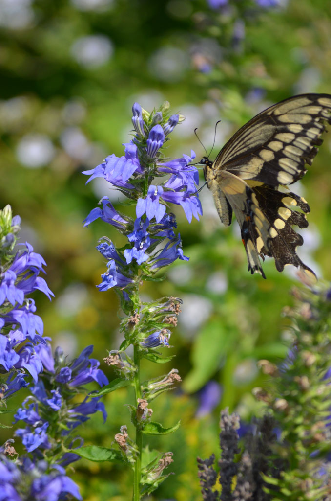 Lobelia siphilitica Great Blue Lobelia Prairie Moon Nursery