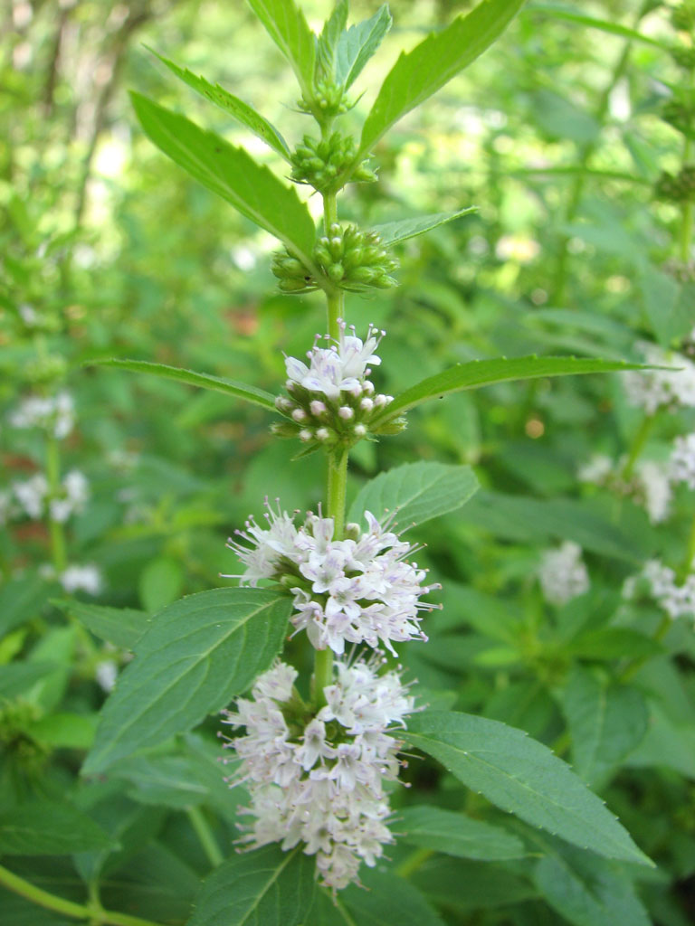 Mentha arvensis Wild Mint | Prairie Moon Nursery