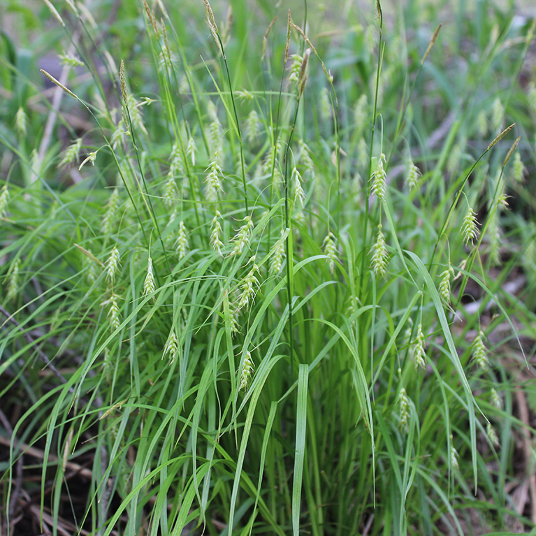 Native Grass Seed | Prairie Moon Nursery