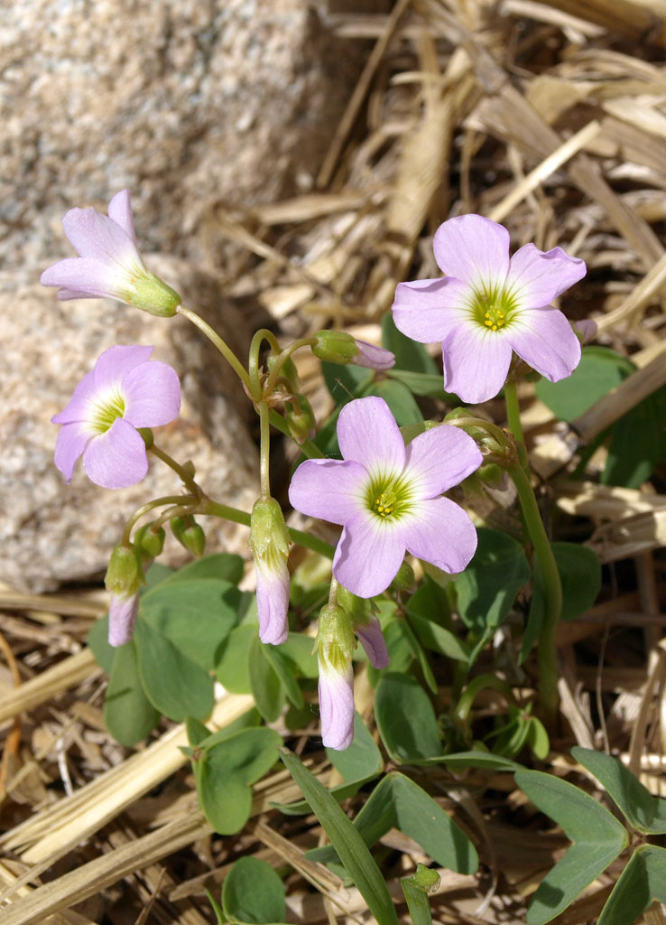 Oxalis violacea Violet Wood Sorrel | Prairie Moon Nursery