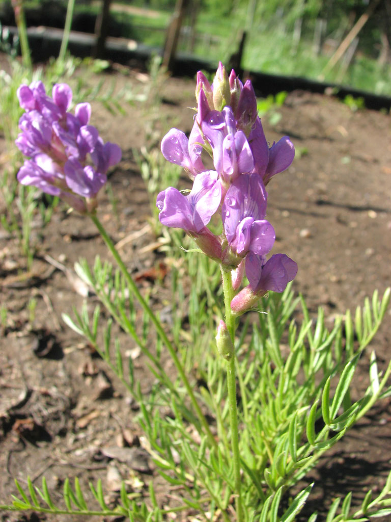 Oxytropis lambertii Purple Locoweed | Prairie Moon Nursery