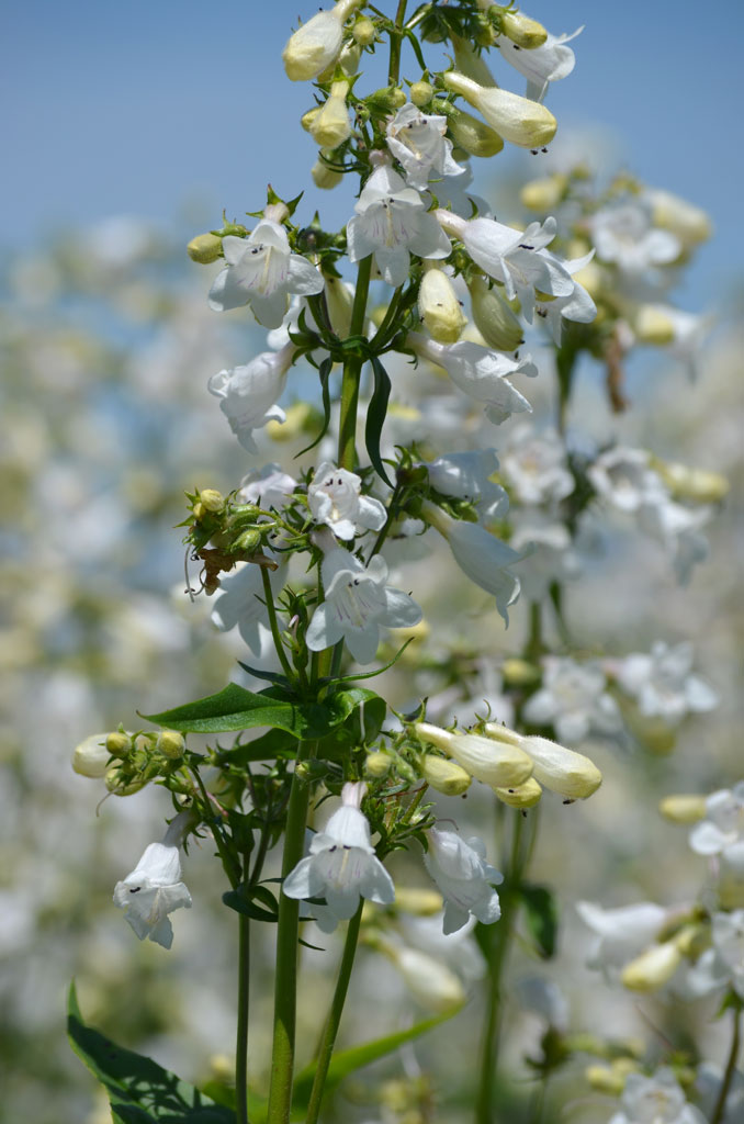 Penstemon tubaeflorus Tube Beardtongue | Prairie Moon Nursery