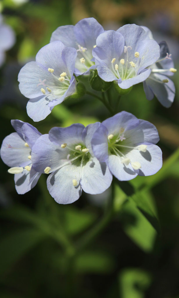 Polemonium reptans Jacob's Ladder  Prairie Moon Nursery