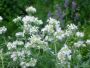 Pycnanthemum verticillatum var. pilosum Hairy Mountain Mint | Prairie ...