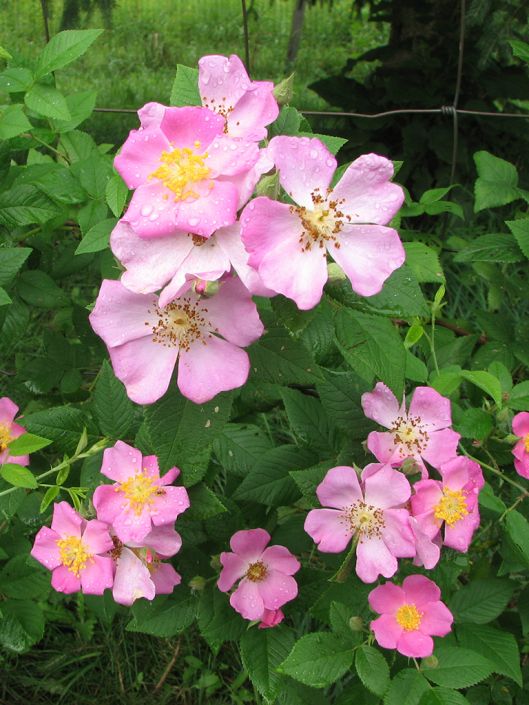 Image of Rosa setigera, wild rose bush