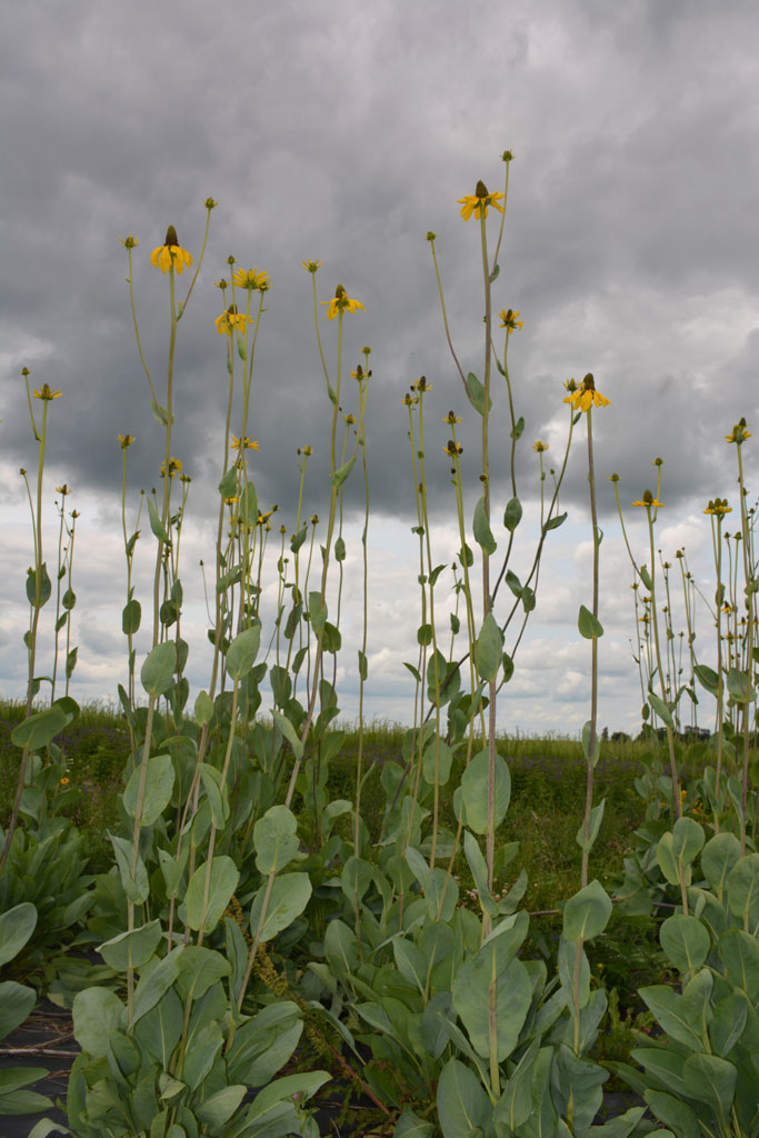 rudbeckia maxima great coneflower prairie moon nursery