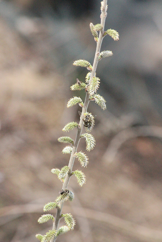 Salix humilis Prairie Willow | Prairie Moon Nursery