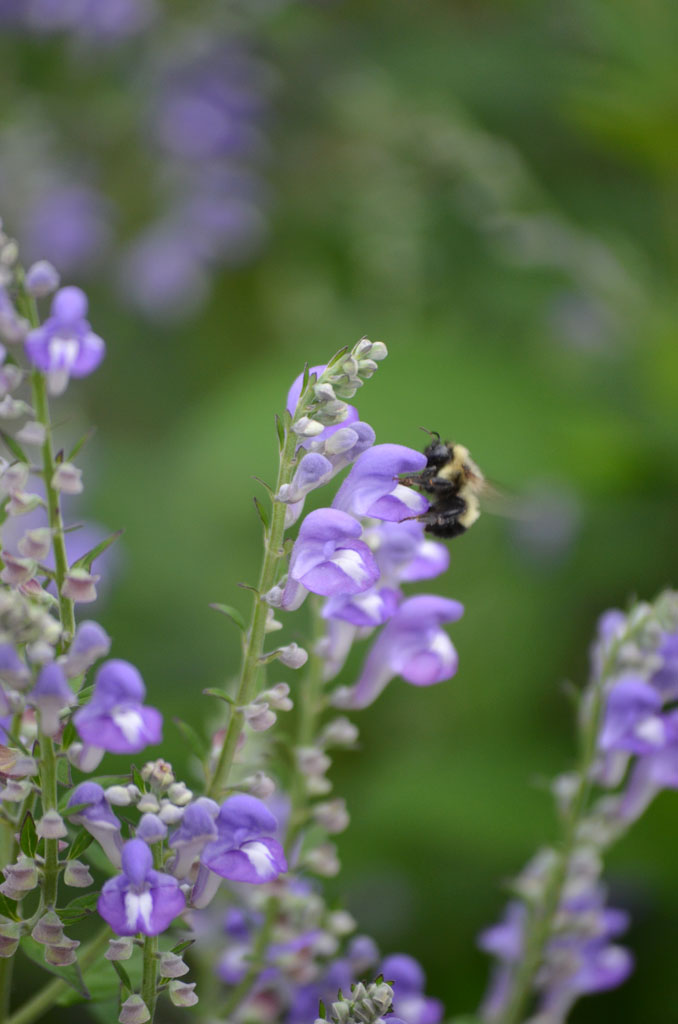 scutellaria-incana-hoary-skullcap-prairie-moon-nursery