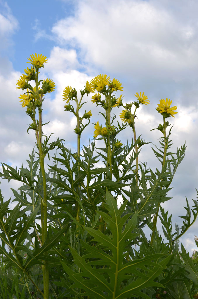 Silphium Laciniatum Compass Plant Prairie Moon Nursery