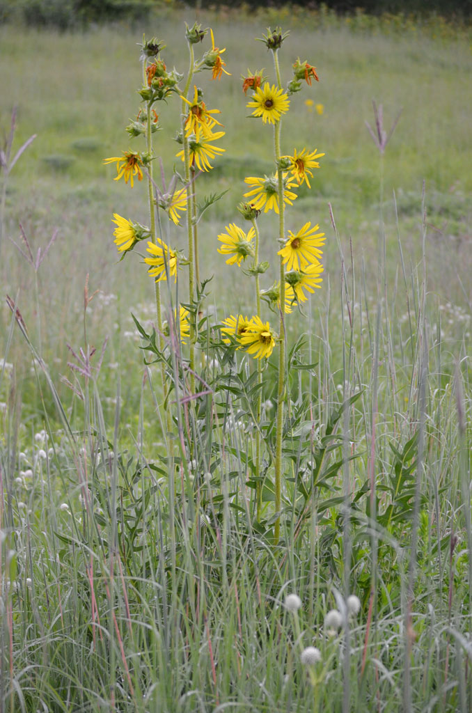 silphium laciniatum compass plant prairie moon nursery