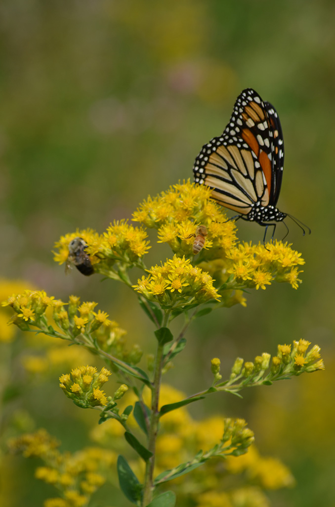 Oligoneuron rigidum Stiff Goldenrod | Prairie Moon Nursery