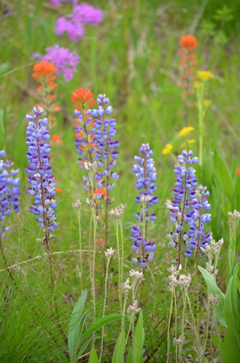 https://www.prairiemoon.com/mm5/graphics/00000001/spring%20diversity-lupine-pussytoes-prairie-phlox-zizia-paintbrush-little%20blue_3_483x730.jpg