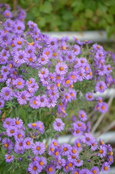 Symphyotrichum novae-angliae (New England Aster): Minnesota Wildflowers