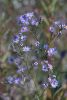 Symphyotrichum oolentangiense Sky Blue Aster | Prairie Moon Nursery