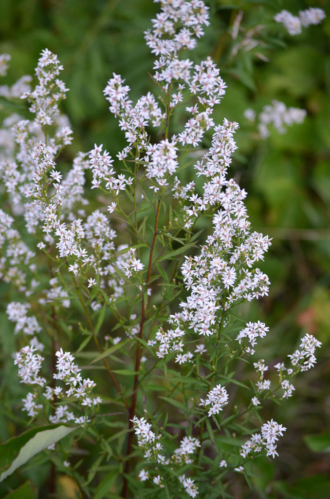 Symphyotrichum Urophyllum Arrow Leaved Aster Prairie Moon Nursery