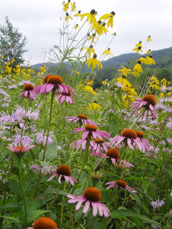 https://www.prairiemoon.com/mm5/graphics/00000001/tallgrass-exposed-clay-prairie-seed-mix_548x730.jpg