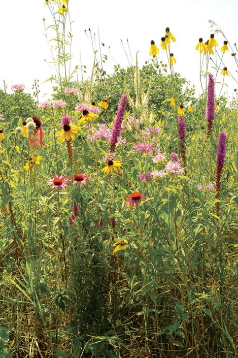 Tallgrass Prairie Seed Mix For Medium Soils Prairie Moon Nursery