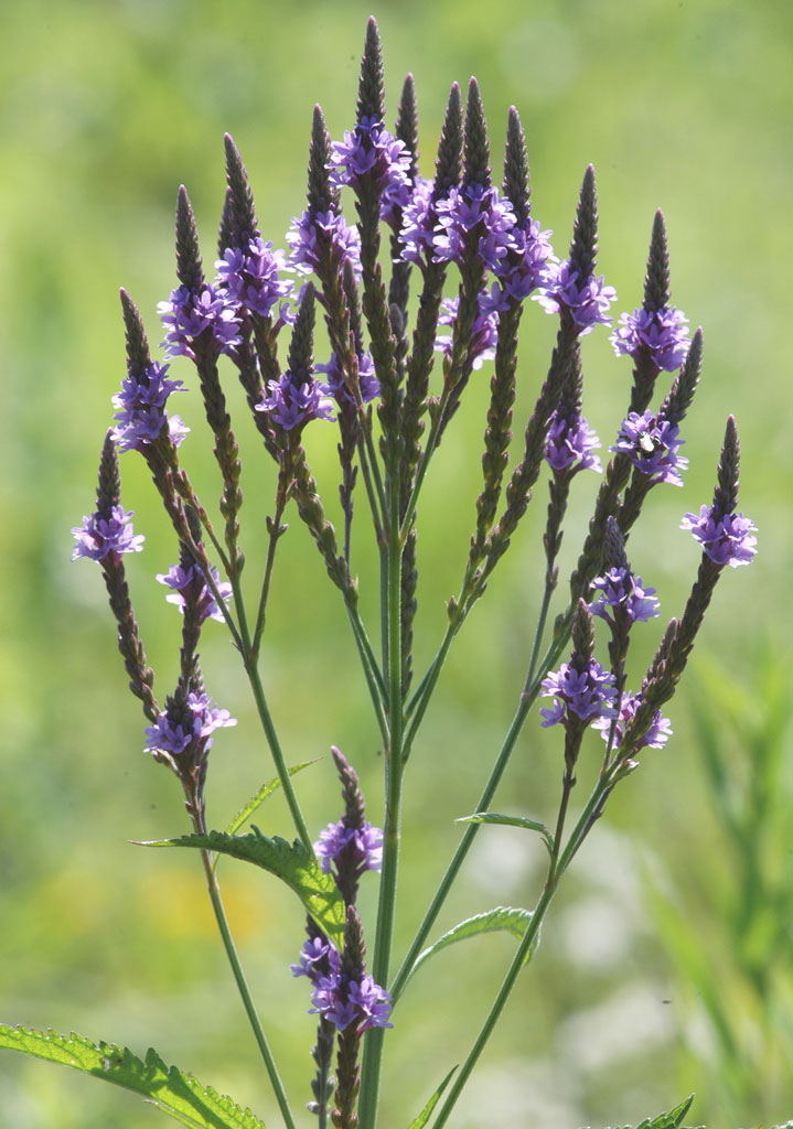 Verbena hastata Blue Vervain | Prairie Moon Nursery