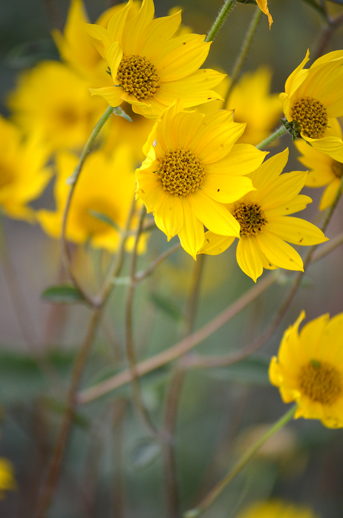 Helianthus occidentalis Western Sunflower | Prairie Moon Nursery